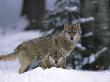 European Grey Wolves In Snow, Bayerischer Wald Np, Germany by Eric Baccega Limited Edition Print