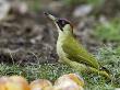Green Woodpecker Male Alert Posture Among Apples On Ground, Hertfordshire, Uk, January by Andy Sands Limited Edition Print