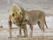 African Lion Courtship Behaviour Prior To Mating, Etosha Np, Namibia by Tony Heald Limited Edition Print