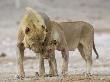 African Lion Courtship Behaviour Prior To Mating, Etosha Np, Namibia by Tony Heald Limited Edition Pricing Art Print