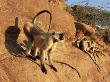 Hanuman Langur Alpha Male Displaying, Thar Desert, Rajasthan, India by Jean-Pierre Zwaenepoel Limited Edition Pricing Art Print