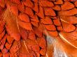 Male Pheasant Feathers, Devon, Uk by Ross Hoddinott Limited Edition Print