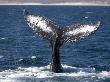 Humpback Whale Lobtailing, Baja California, Sea Of Cortez, Mexico by Mark Carwardine Limited Edition Print