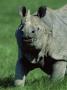 Indian Rhinoceros Kaziranga Np, Assam, India by Jean-Pierre Zwaenepoel Limited Edition Print