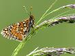 Marsh Fritillary Butterfly Resting On Grass, Vealand Fram Near Holsworthy, Devon, Uk by Ross Hoddinott Limited Edition Print