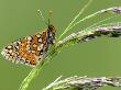 Marsh Fritillary Butterfly Resting On Grass, Vealand Fram Near Holsworthy, Devon, Uk by Ross Hoddinott Limited Edition Pricing Art Print