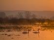 Whooper Swans At Sunrise, Hornborgasjon Lake, Sweden by Inaki Relanzon Limited Edition Print