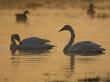 Whooper Swan And Mute Swan, Hornborgasjon Lake, Sweden by Inaki Relanzon Limited Edition Print