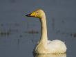 Whooper Swan Hornborgasjon Lake, Sweden by Inaki Relanzon Limited Edition Print