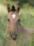 Wild Horse Mustang, Dun Filly Lying Down, Pryor Mountains, Montana, Usa by Carol Walker Limited Edition Print