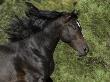 Black Connemara Stallion Running In Field Elizabeth, Colorado, Usa by Carol Walker Limited Edition Print