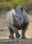 White Rhinoceros Etosha Np, Namibia January by Tony Heald Limited Edition Print