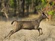 Sambar Running, Bandhavgarh Np, Madhya Pradesh, India, March by Tony Heald Limited Edition Pricing Art Print