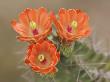 Claret Cup Cactus Flowers, Hill Country, Texas, Usa by Rolf Nussbaumer Limited Edition Print