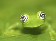 Ghost Glass Frog, Costa Rica by Edwin Giesbers Limited Edition Print