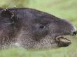 Baird's Tapir Portrait, Rara Avis, Costa Rica by Edwin Giesbers Limited Edition Pricing Art Print