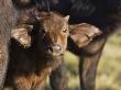 African Buffalo Calf, Chobe National Park, Botswana May 2008 by Tony Heald Limited Edition Print