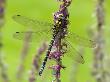 Southern Hawker Dragonfly Resting On Purple Loosestrife Flower, Hertfordshire, England, Uk by Andy Sands Limited Edition Print