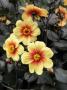 Dahlia, Moonfire Variety Flowering In Summer, Uk by Gary Smith Limited Edition Pricing Art Print