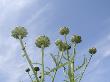 Globe Artichoke Flower Heads Against Blue Sky, Norfolk, Uk by Gary Smith Limited Edition Pricing Art Print