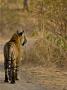 Bengal Tiger Rear View Walking Along Track In Ranthambhore Np, Rajasthan, India by T.J. Rich Limited Edition Pricing Art Print