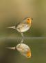 Robin Reflected In A Pond, Spain, January by Niall Benvie Limited Edition Print