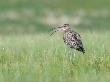 Curlew Calling On Moorland, Upper Teesdale, Co Durham, England, Uk by Andy Sands Limited Edition Print