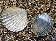 Poorly Ribbed Cockles On Beach, Normandy, France by Philippe Clement Limited Edition Print