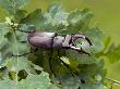Stag Beetle Male On Oak Leaves, West Sussex, England, Uk by Andy Sands Limited Edition Pricing Art Print