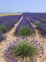 Row Of Cultivated Lavender In Field In Provence, France. June 2008 by Philippe Clement Limited Edition Print