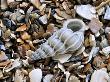 Common Wentletrap Shell On Beach, Belgium by Philippe Clement Limited Edition Print