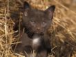 Grey Kitten In Haystack, Italy by Adriano Bacchella Limited Edition Pricing Art Print