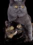Exotic Grey Cat And Tortoiseshell Cat Mating by Adriano Bacchella Limited Edition Print