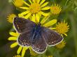 Common Blue Female Feeding On Flower Of Ragwort, Hertfordshire, England, Uk by Andy Sands Limited Edition Print