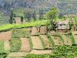 Looking Down On Terraced Farmland And Traditional House, Rwanda, Africa, 2008 by Eric Baccega Limited Edition Pricing Art Print