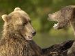 Brown Bears Fighting, Kronotsky Nature Reserve, Kamchatka, Far East Russia by Igor Shpilenok Limited Edition Print