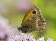 Gatekeeper Hedge Brown Butterfly On Flower Of Marjoram, Hertfordshire, England, Uk by Andy Sands Limited Edition Print