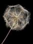 Goats Beard Close Up Of Seed Head, Uk by Andy Sands Limited Edition Print