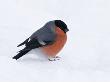 Bullfinch Male In Snow, Scotland, Uk by Andy Sands Limited Edition Print
