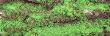 Green Moss On Tree Bark, Sacramento, California, Usa by Panoramic Images Limited Edition Print
