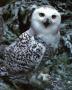 Snow Owl by B. Coleman Pricing Limited Edition Art Print
