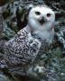 Snow Owl by B. Coleman Limited Edition Pricing Art Print