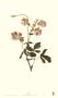 Aquilegia by Georg Dionysius Ehret Limited Edition Print