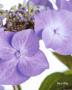 Hydrangea by Fleur Olby Limited Edition Print