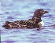 Loon And Chick by Jeanne Drake Limited Edition Print