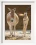 Asian Wild Donkey Jumps Beside Of Its Mother by Hermann J. Knippertz Limited Edition Print