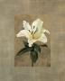 Lily by Andrea Trivelli Limited Edition Print