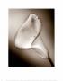 Calla No. 3, Front by Kirk Ellison Limited Edition Print