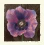 Purple Anenome by Judy Mandolf Limited Edition Pricing Art Print