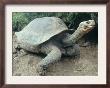 Giant Turtle, Santa Cruz Island, Galapogos Islands by Dolores Ochoa Limited Edition Print